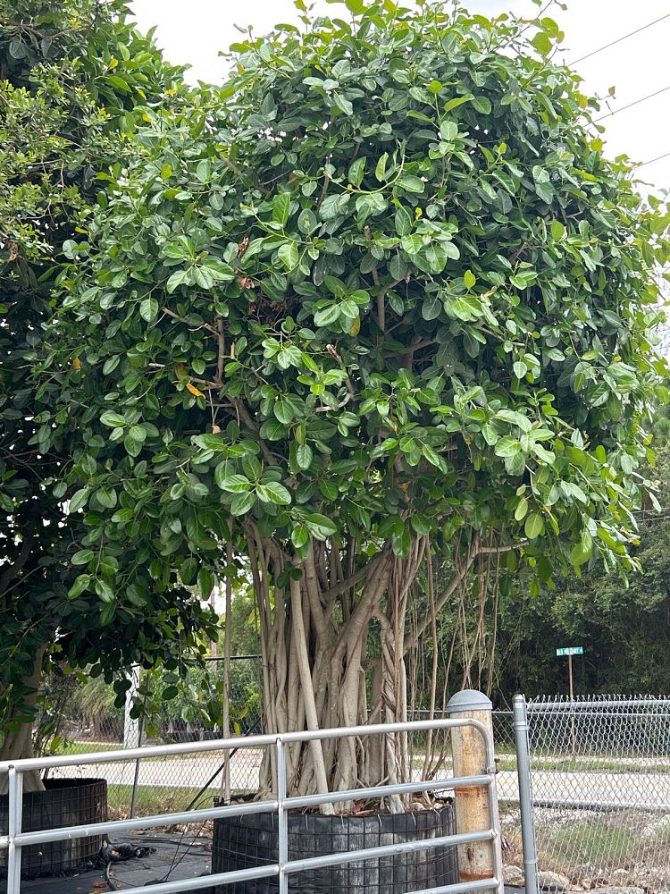 ficus-benghalensis-banyan-tree
