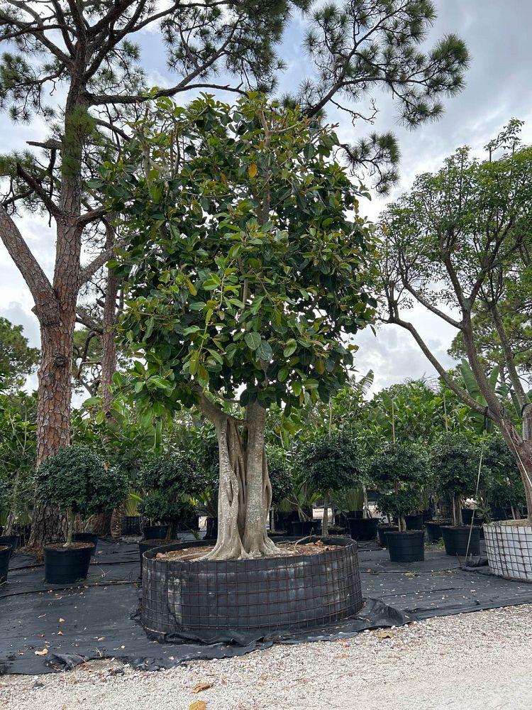ficus-benghalensis-banyan-tree