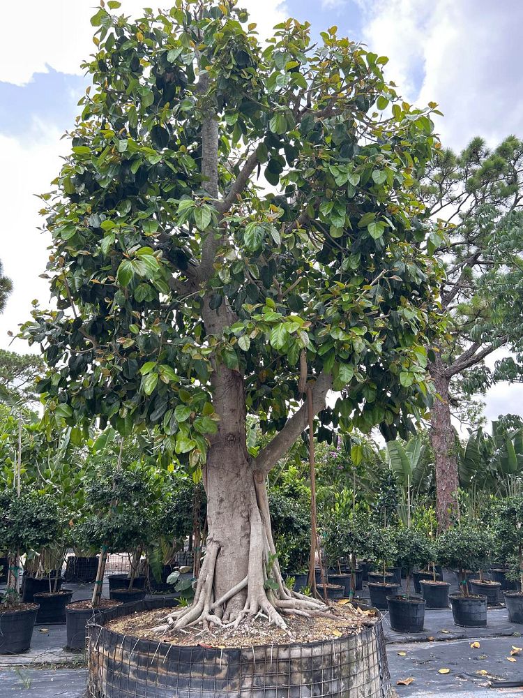 ficus-benghalensis-banyan-tree