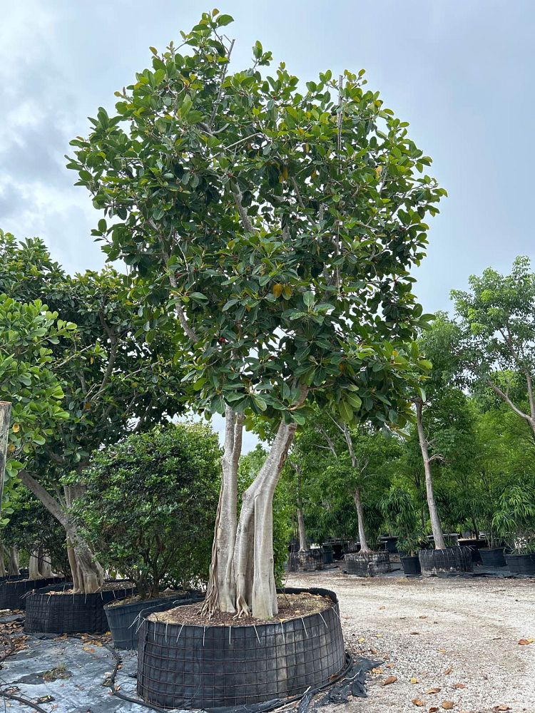 ficus-benghalensis-banyan-tree