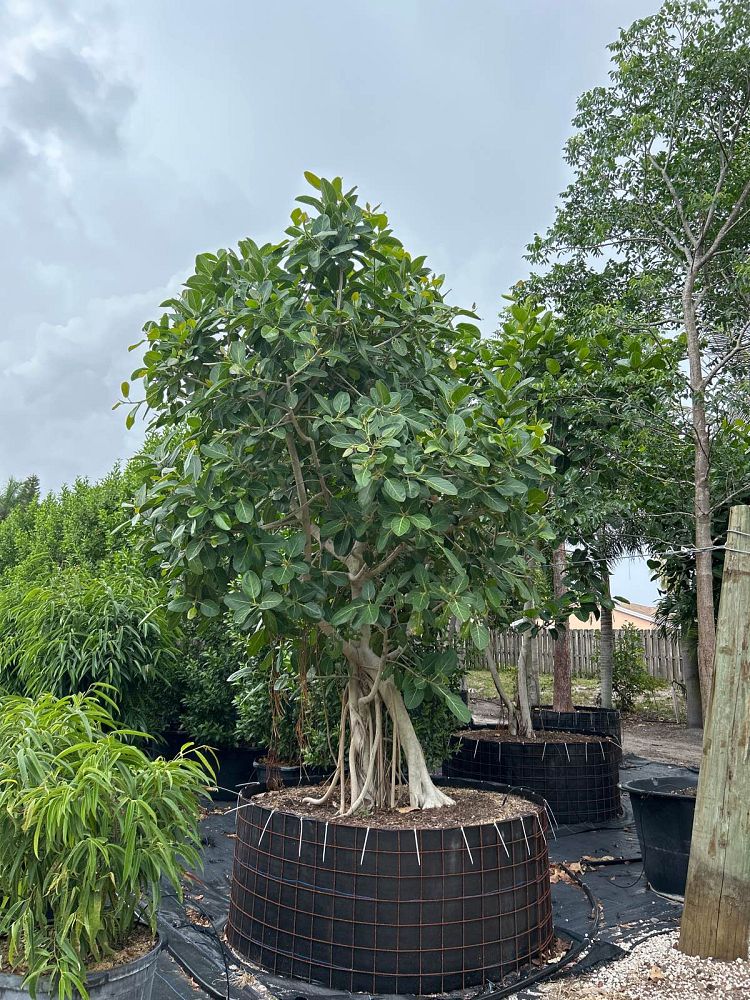 ficus-benghalensis-banyan-tree