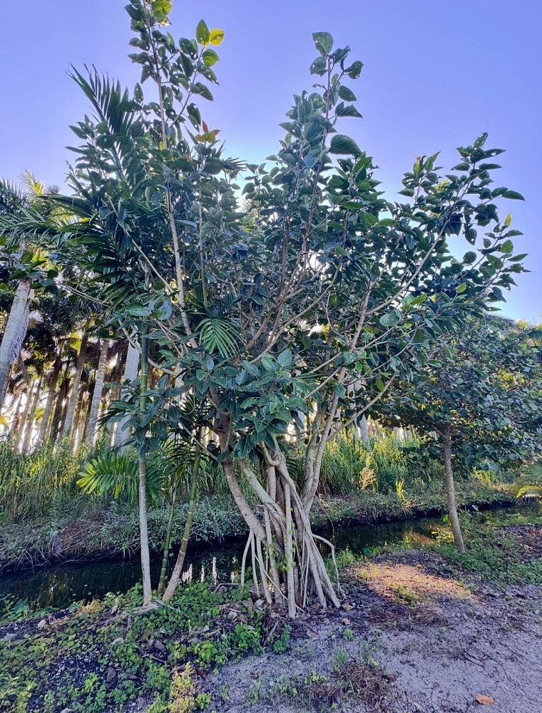 ficus-benghalensis-banyan-tree