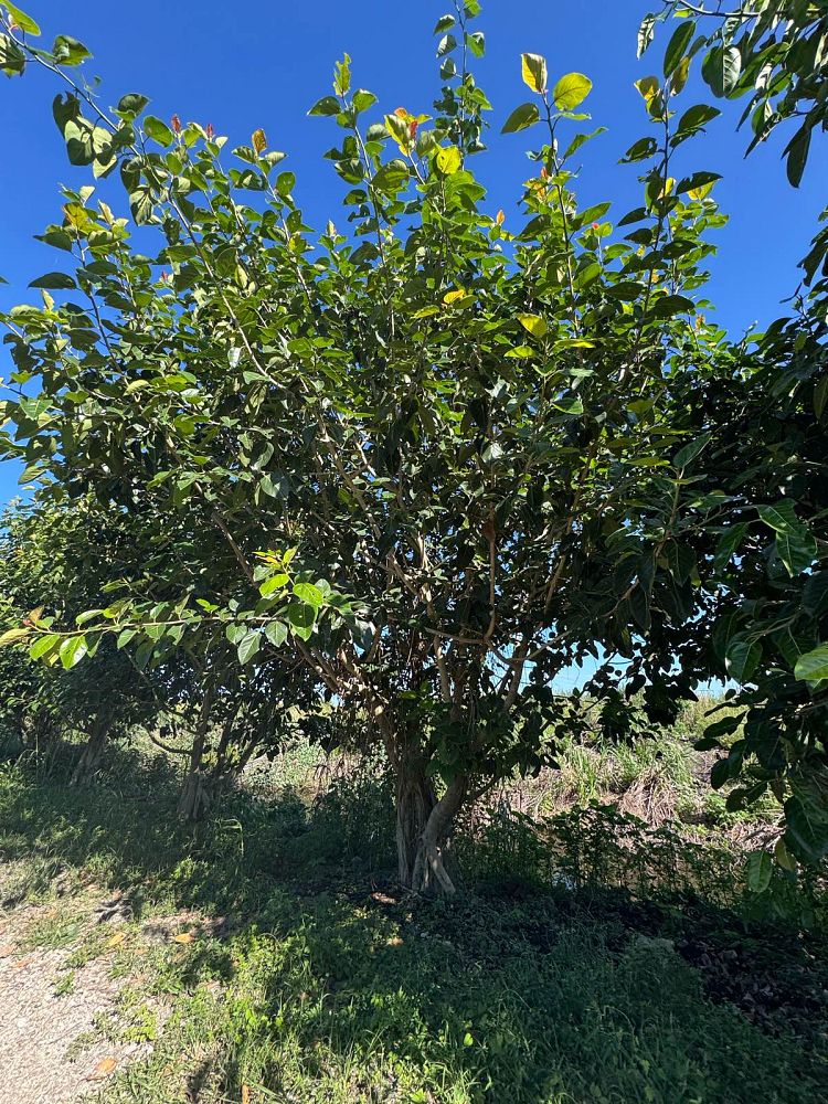 ficus-benghalensis-banyan-tree