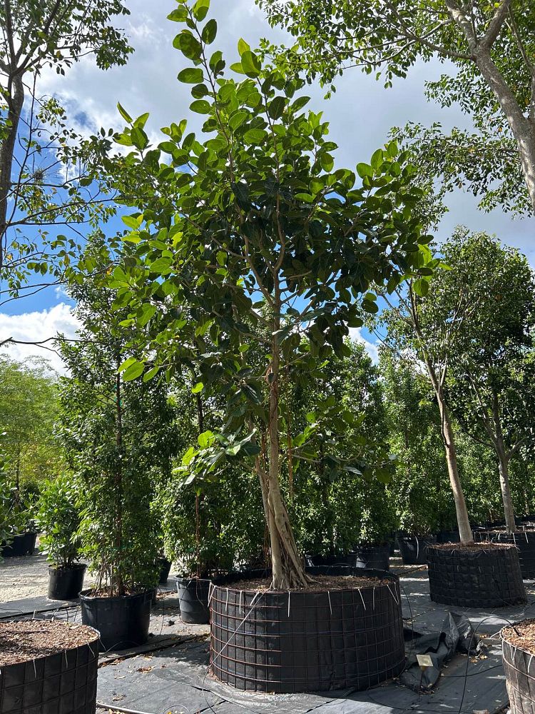 ficus-benghalensis-banyan-tree