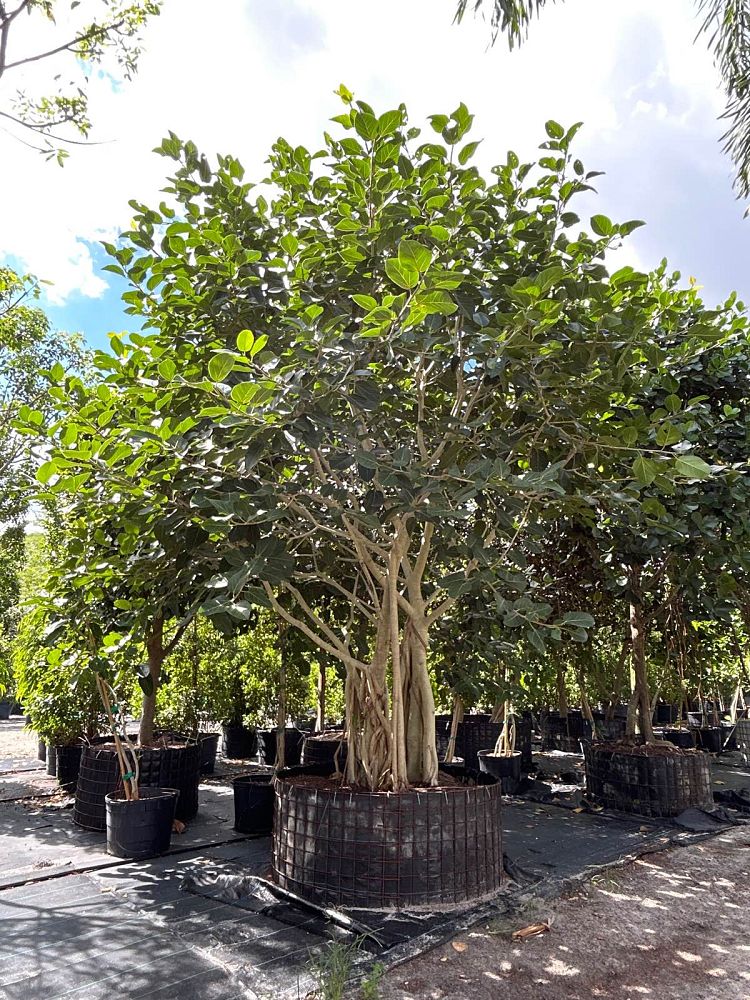 ficus-benghalensis-banyan-tree