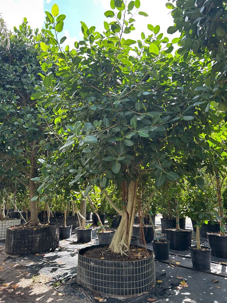 ficus-benghalensis-banyan-tree