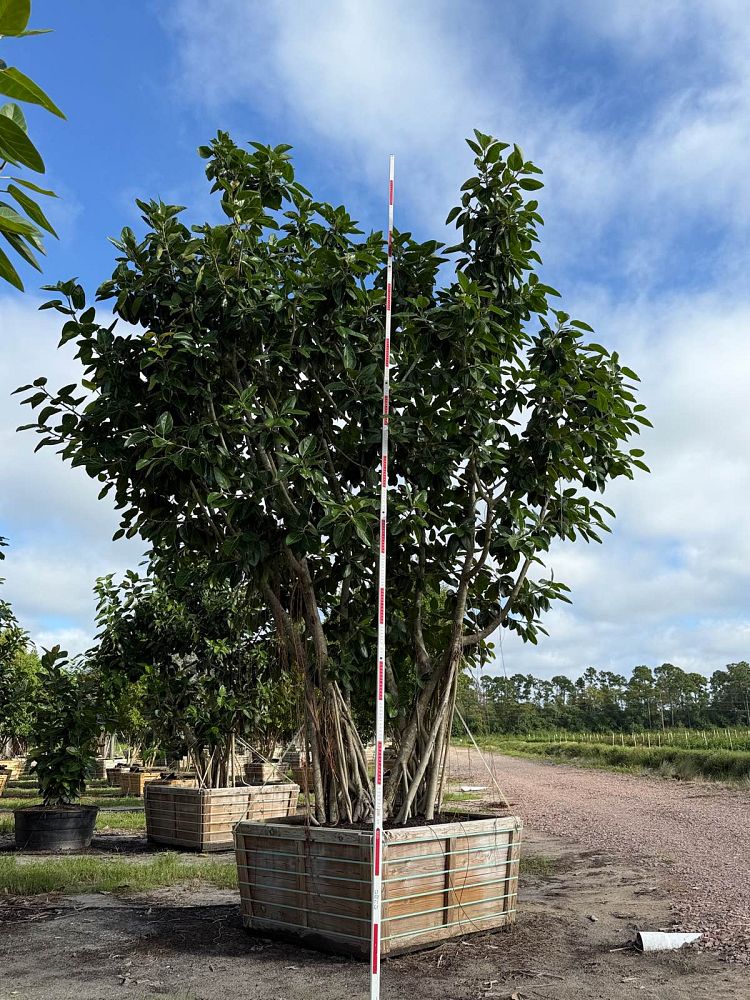 ficus-benghalensis-banyan-tree