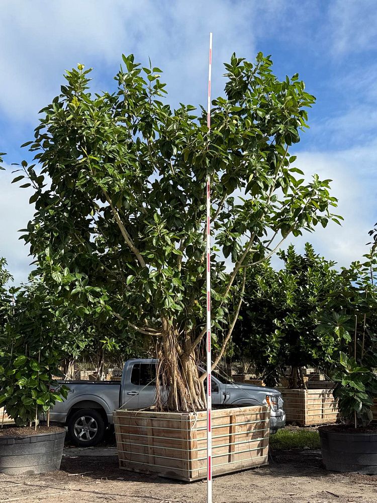 ficus-benghalensis-banyan-tree