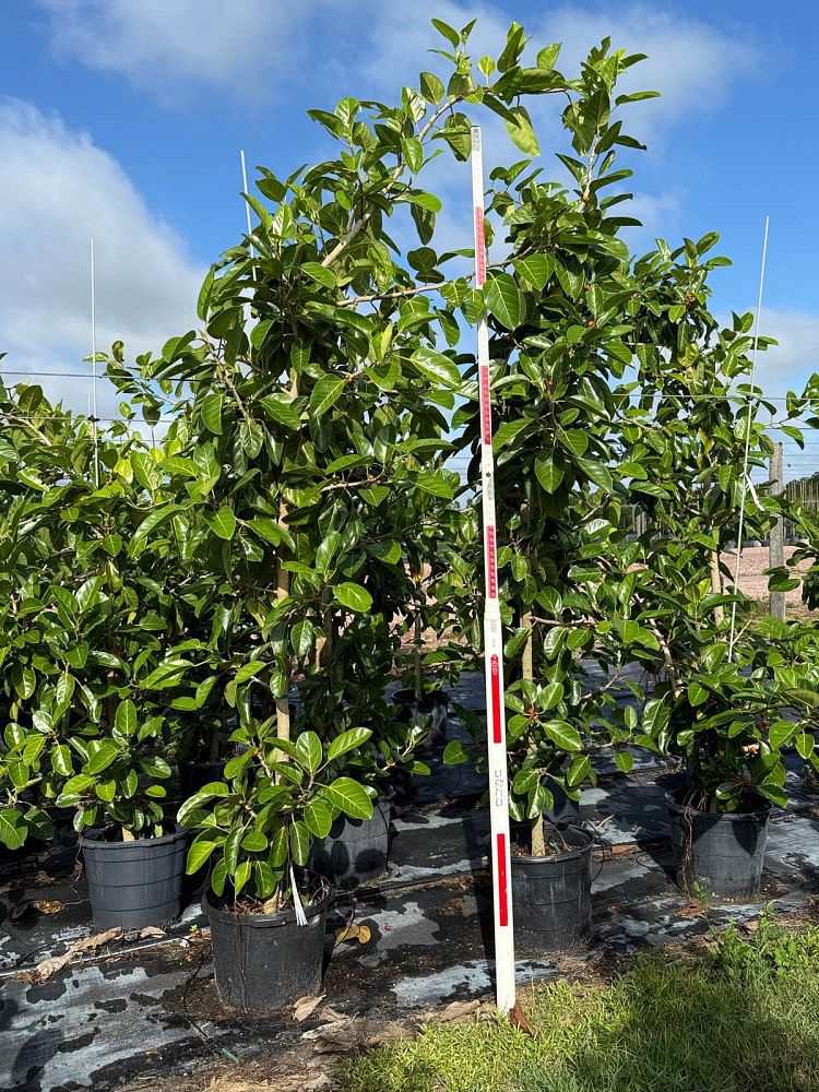 ficus-benghalensis-banyan-tree