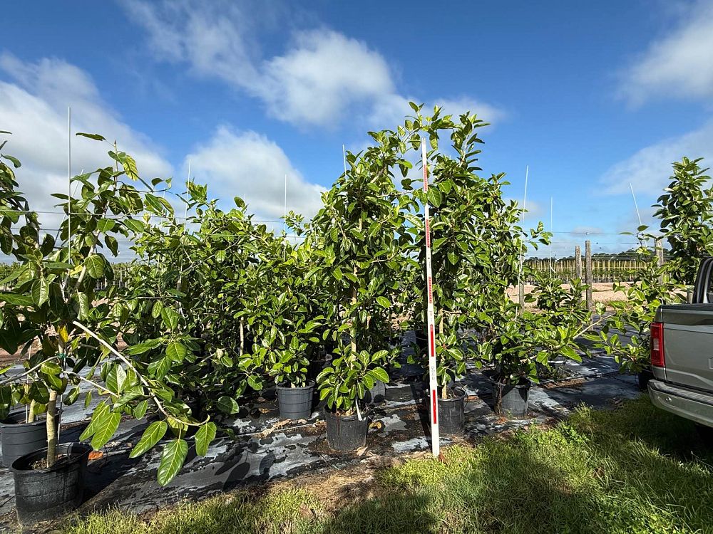 ficus-benghalensis-banyan-tree