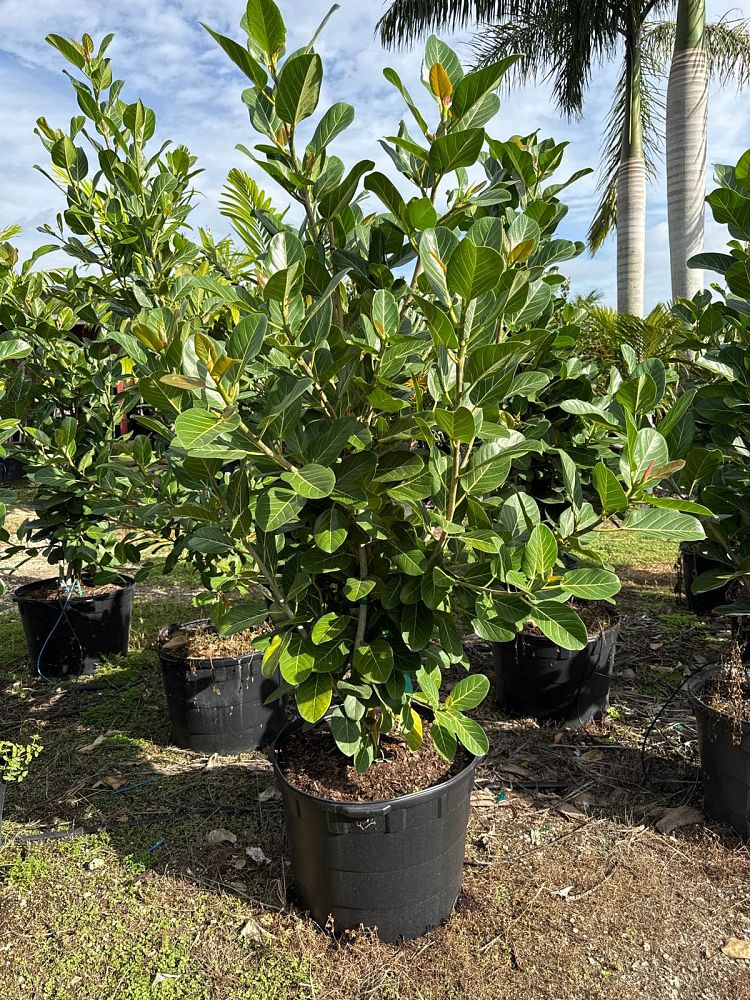 ficus-benghalensis-banyan-tree