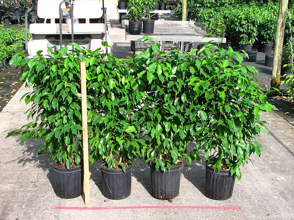 ficus-benjamina-florida-spire-weeping-fig