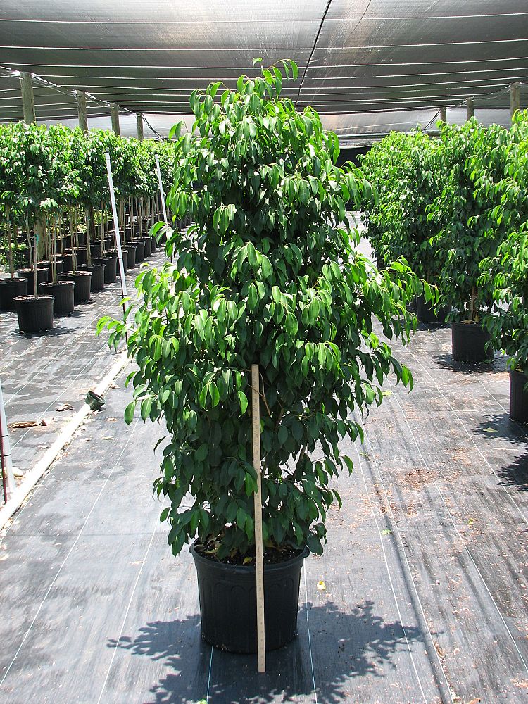 ficus-benjamina-spire-weeping-fig