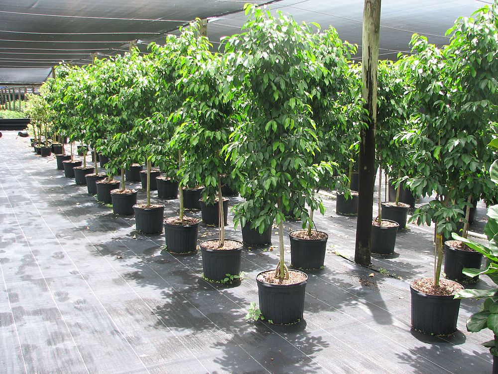 ficus-benjamina-spire-weeping-fig