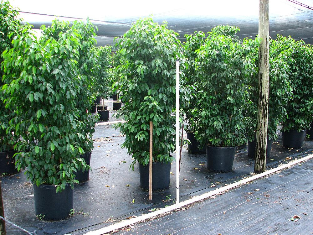 ficus-benjamina-spire-weeping-fig