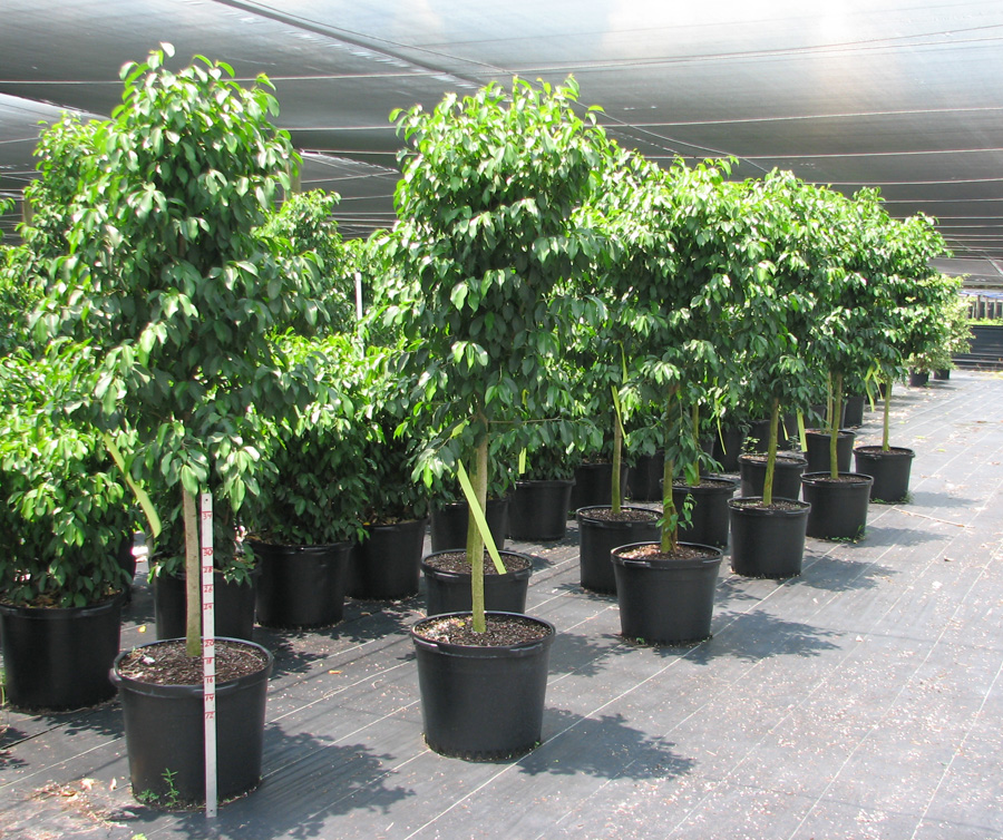 ficus-benjamina-spire-weeping-fig