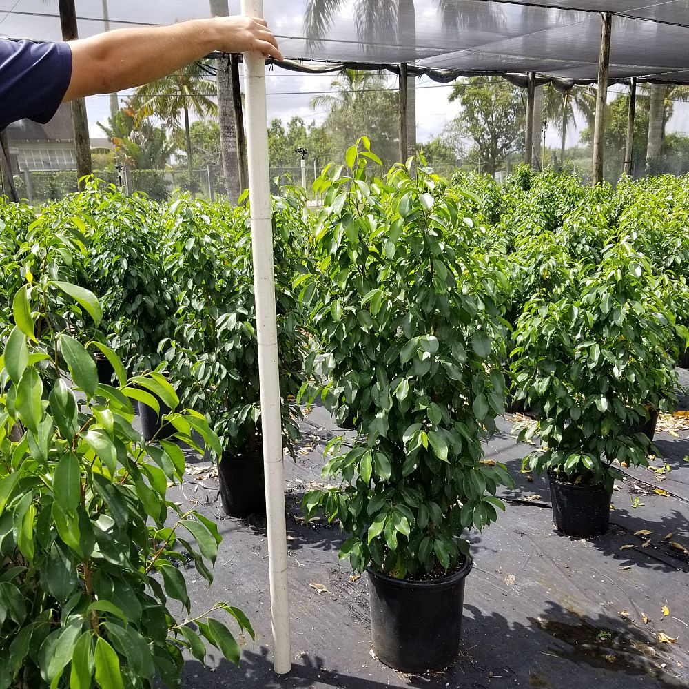 ficus-benjamina-spire-weeping-fig