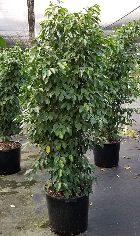 ficus-benjamina-spire-weeping-fig