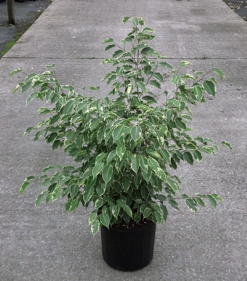 ficus-benjamina-variegata-weeping-fig
