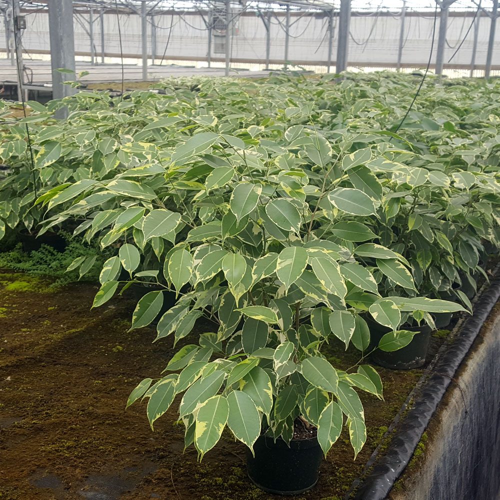 ficus-benjamina-variegata-weeping-fig