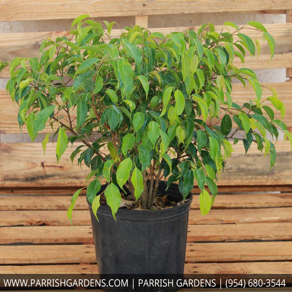 ficus-benjamina-weeping-fig-java-fig-benjamin-fig