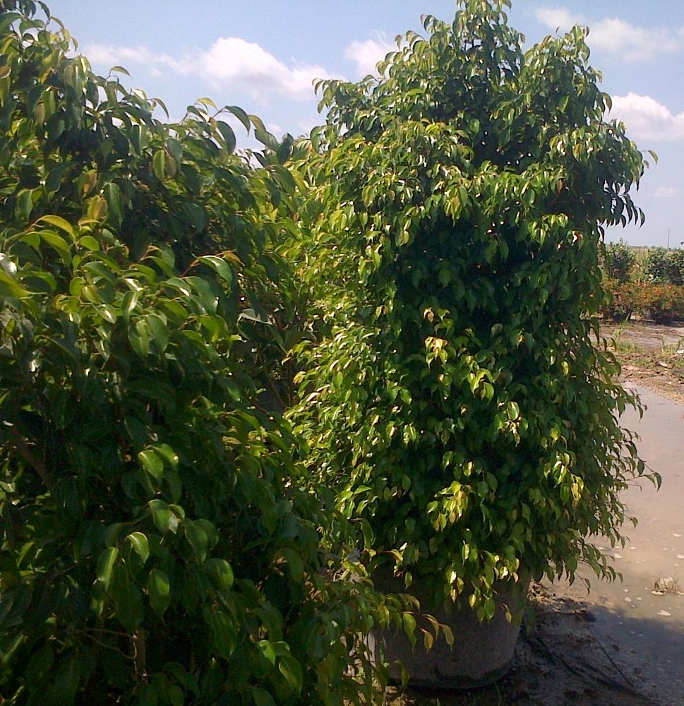 ficus-benjamina-weeping-fig-java-fig-benjamin-fig