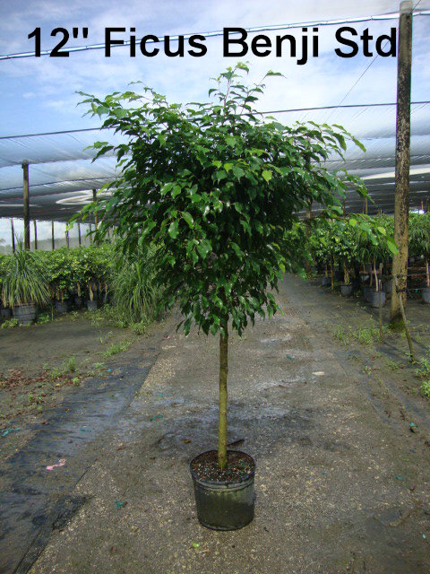ficus-benjamina-weeping-fig-java-fig-benjamin-fig