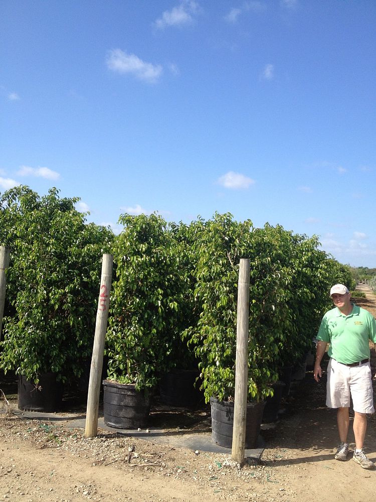 ficus-benjamina-weeping-fig-java-fig-benjamin-fig