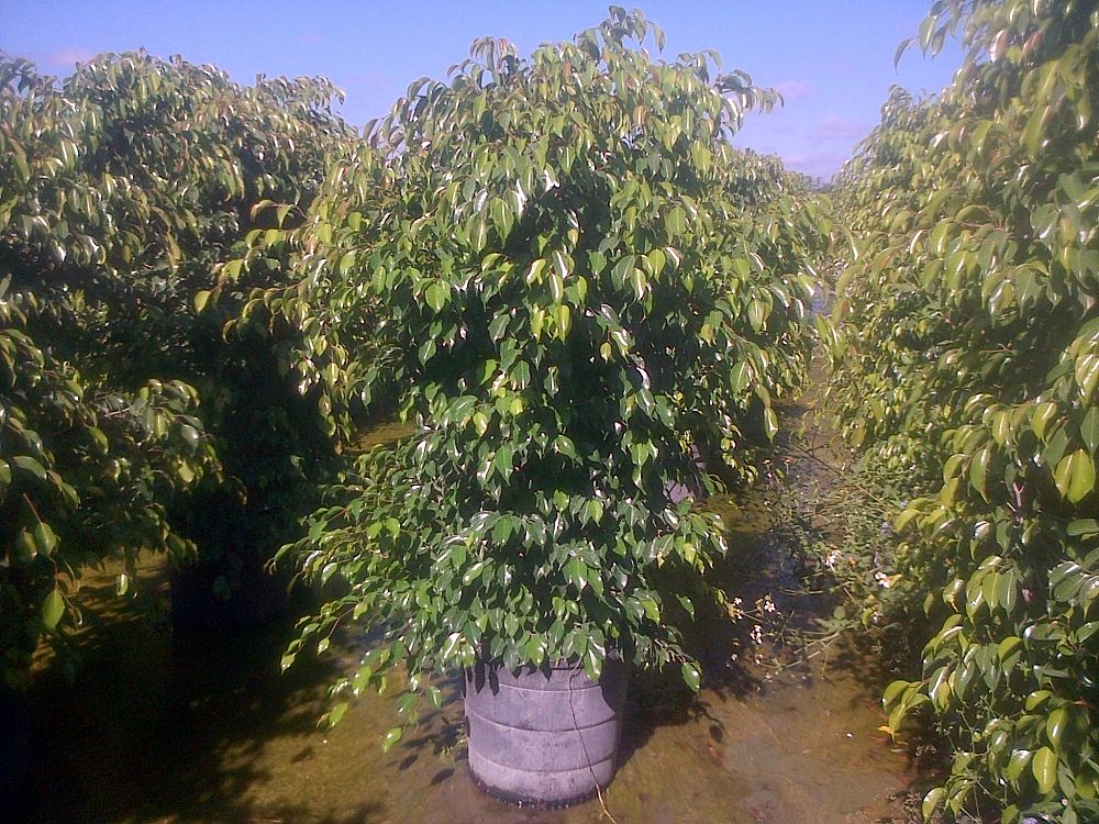 ficus-benjamina-weeping-fig-java-fig-benjamin-fig