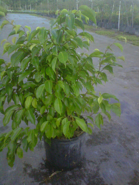 ficus-benjamina-weeping-fig-java-fig-benjamin-fig