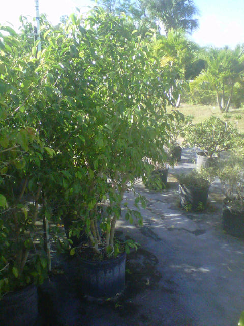 ficus-benjamina-weeping-fig-java-fig-benjamin-fig