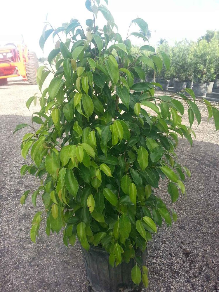 ficus-benjamina-weeping-fig-java-fig-benjamin-fig