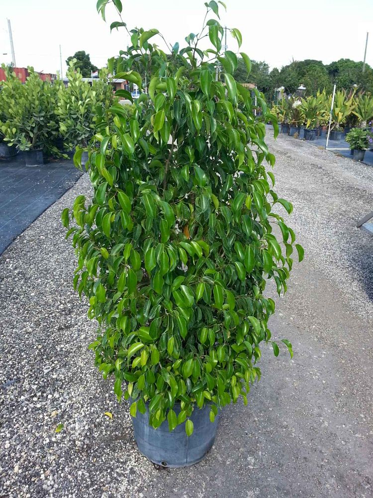 ficus-benjamina-weeping-fig-java-fig-benjamin-fig