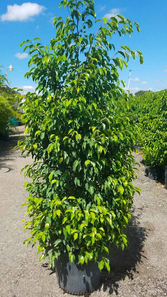 ficus-benjamina-weeping-fig-java-fig-benjamin-fig