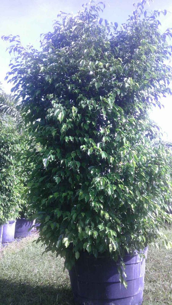 ficus-benjamina-weeping-fig-java-fig-benjamin-fig