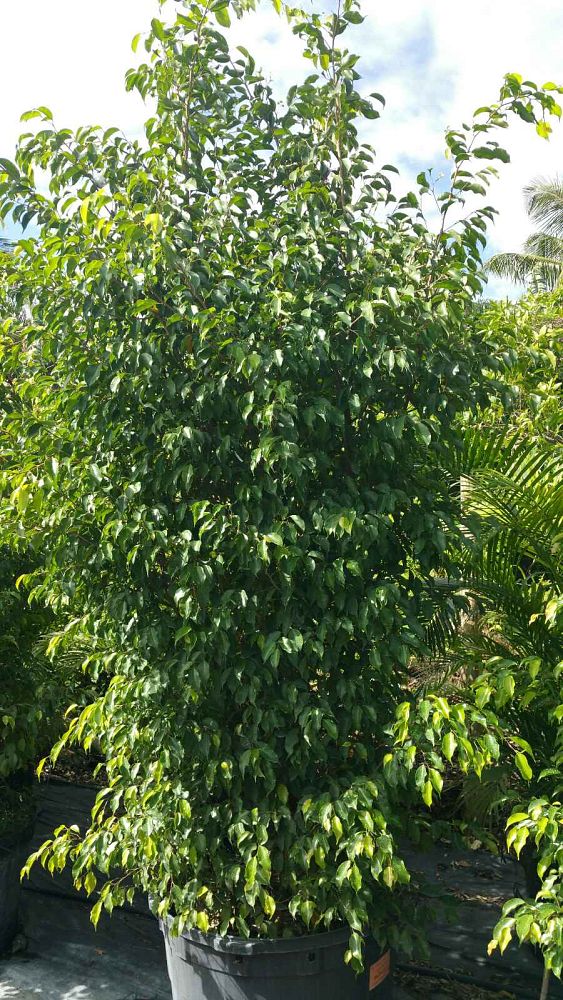 ficus-benjamina-weeping-fig-java-fig-benjamin-fig