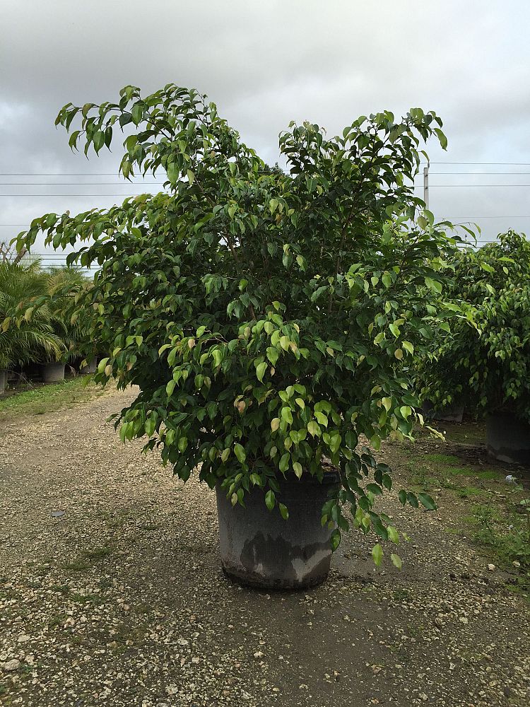 ficus-benjamina-weeping-fig-java-fig-benjamin-fig