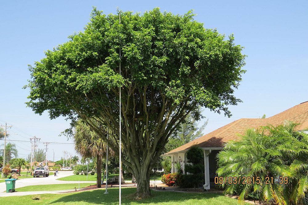 ficus-benjamina-weeping-fig-java-fig-benjamin-fig