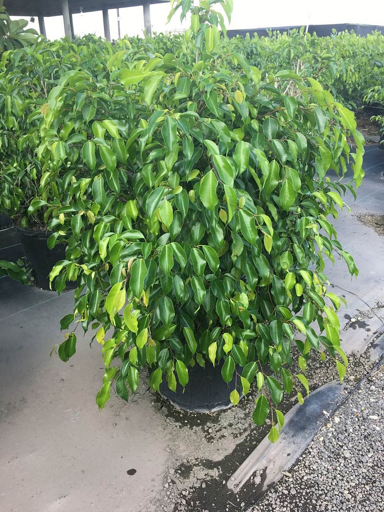 ficus-benjamina-weeping-fig-java-fig-benjamin-fig