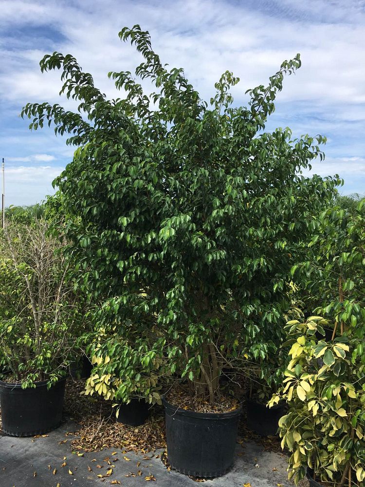 ficus-benjamina-weeping-fig-java-fig-benjamin-fig