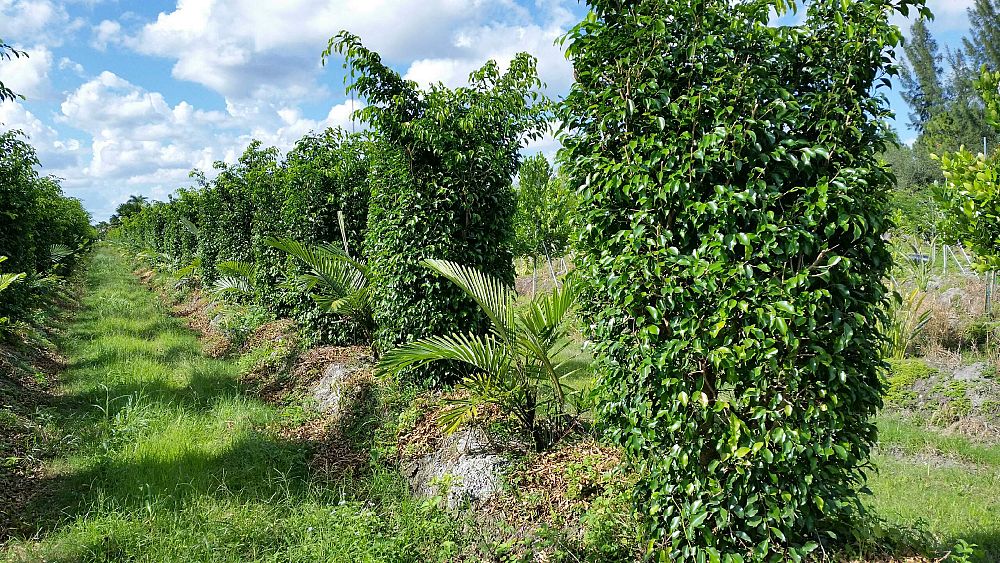 ficus-benjamina-weeping-fig-java-fig-benjamin-fig