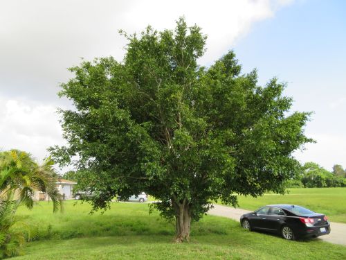 ficus-benjamina-weeping-fig-java-fig-benjamin-fig