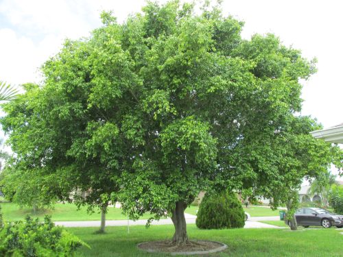ficus-benjamina-weeping-fig-java-fig-benjamin-fig