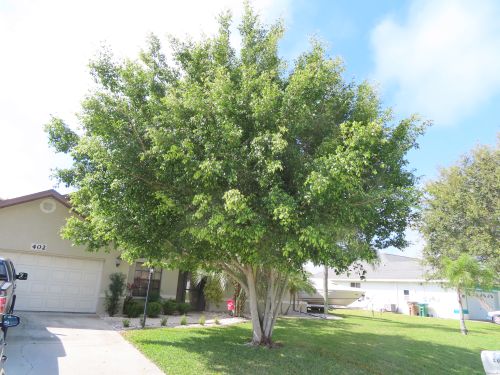 ficus-benjamina-weeping-fig-java-fig-benjamin-fig