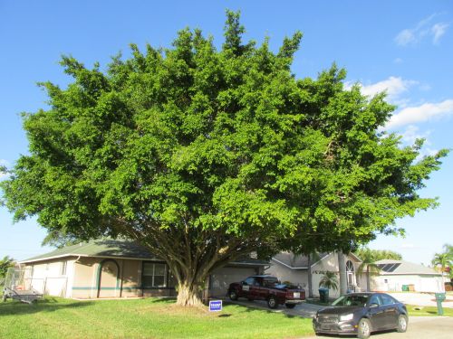 ficus-benjamina-weeping-fig-java-fig-benjamin-fig
