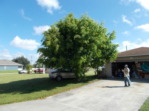 ficus-benjamina-weeping-fig-java-fig-benjamin-fig