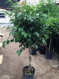 ficus-benjamina-weeping-fig-java-fig-benjamin-fig