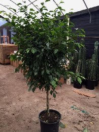 ficus-benjamina-weeping-fig-java-fig-benjamin-fig