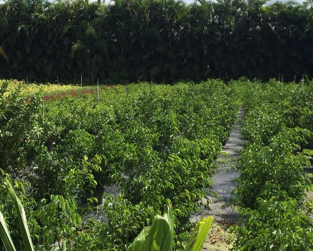 ficus-benjamina-weeping-fig-java-fig-benjamin-fig