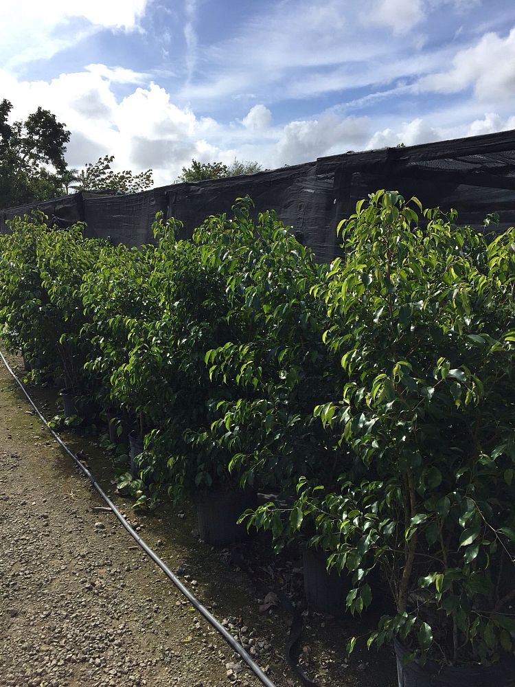 ficus-benjamina-weeping-fig-java-fig-benjamin-fig